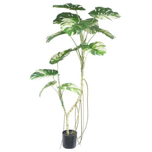 180cm Variegated Monstera Realistic Artificial Tree