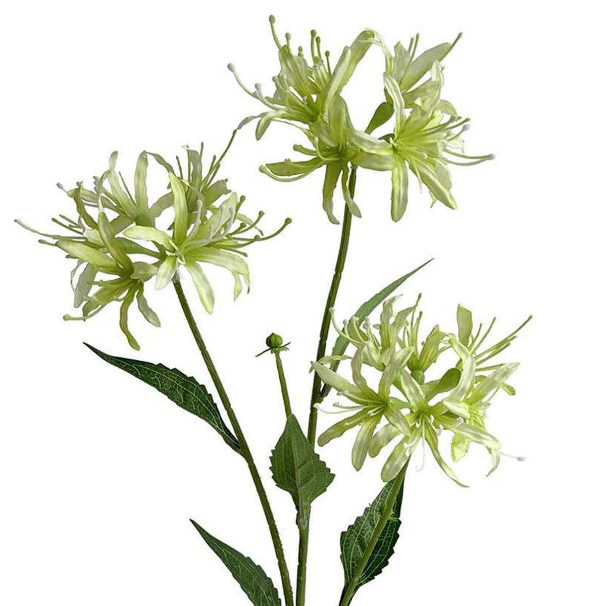 72cm Artificial Lime Green Spider Lily Stem