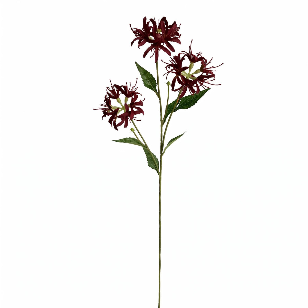 72cm Artificial Burgundy Spider Lily Stem