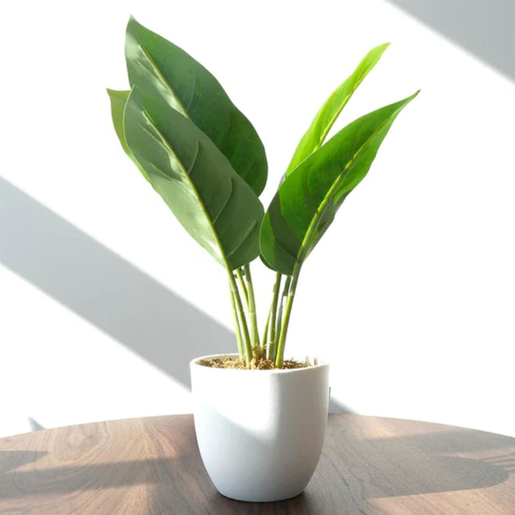 Pack of 6 x 45cm Artificial Aureum Plant
