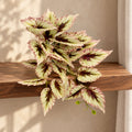 30cm Artificial Trailing Cream and Pink Caladium