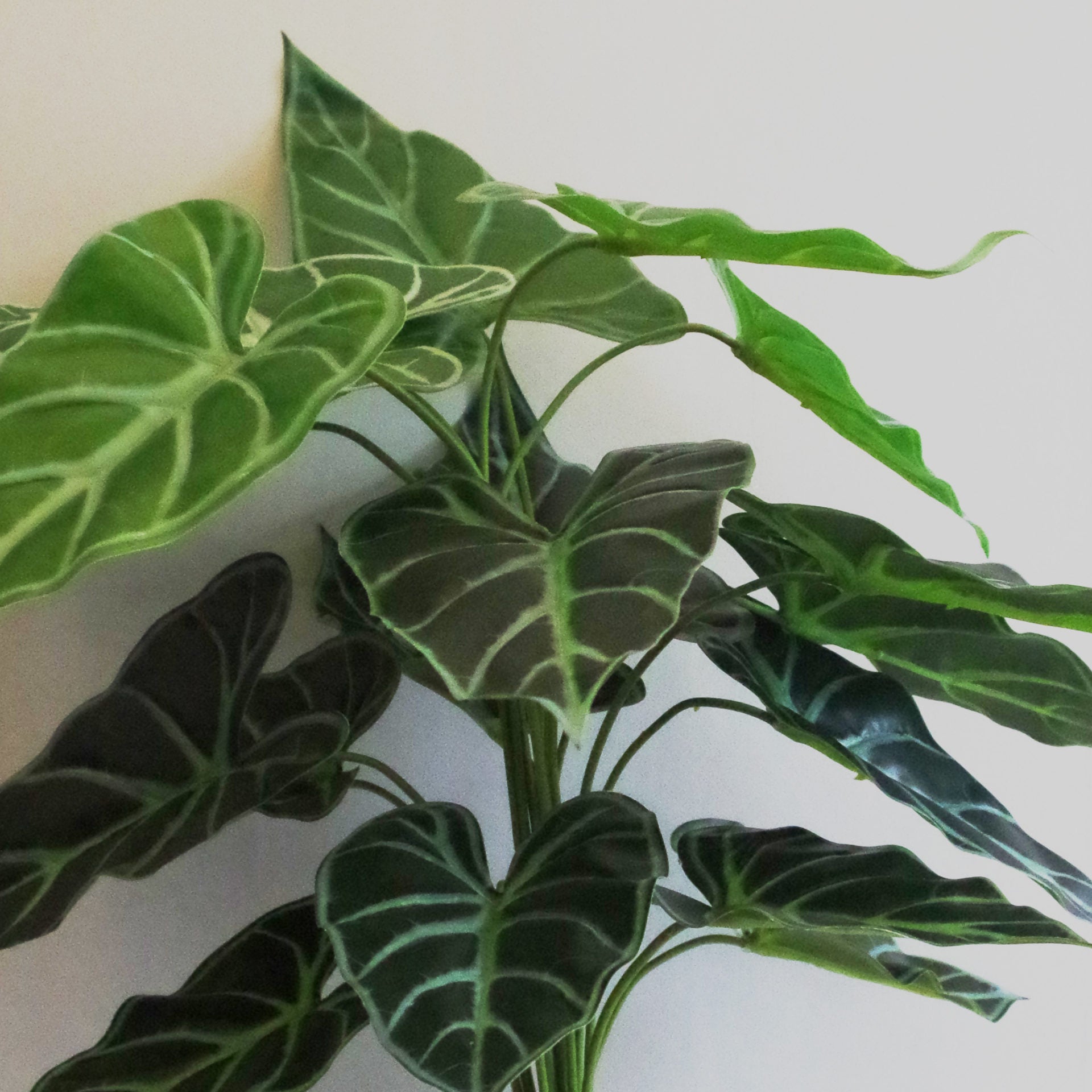 60cm (2ft) Artificial Alocasia Amazonica Polly Taro Plant