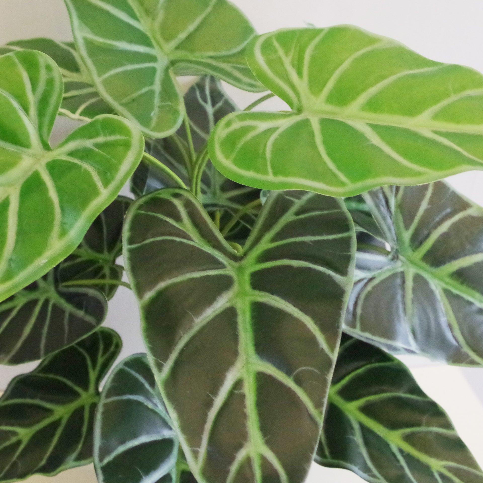 60cm (2ft) Artificial Alocasia Amazonica Polly Taro Plant