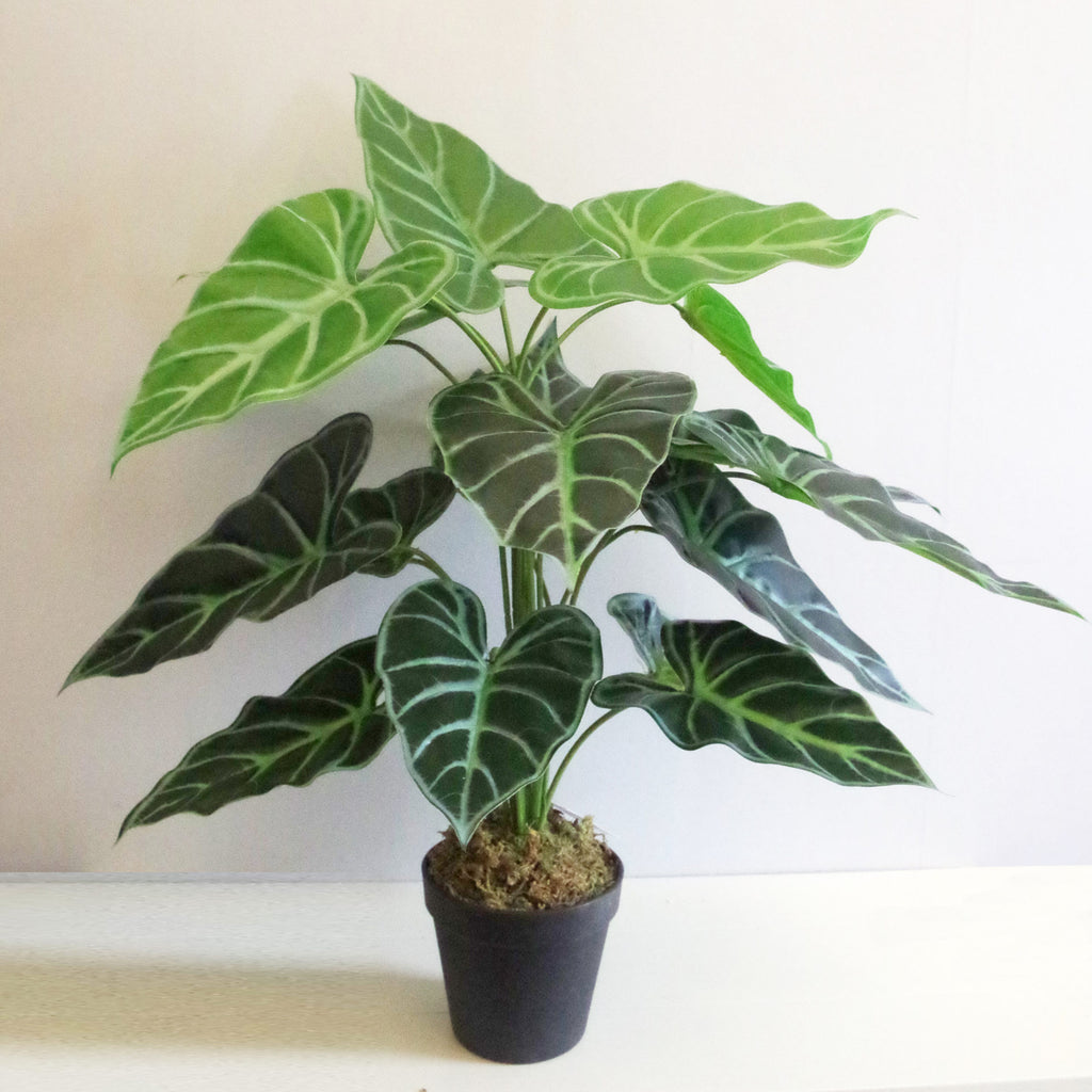 60cm (2ft) Artificial Alocasia Amazonica Polly Taro Plant