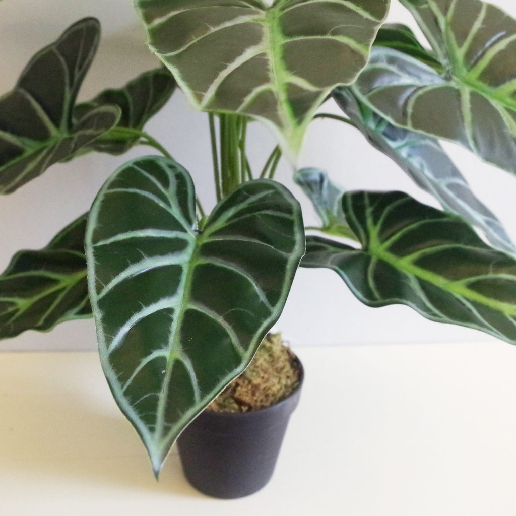 60cm (2ft) Artificial Alocasia Amazonica Polly Taro Plant