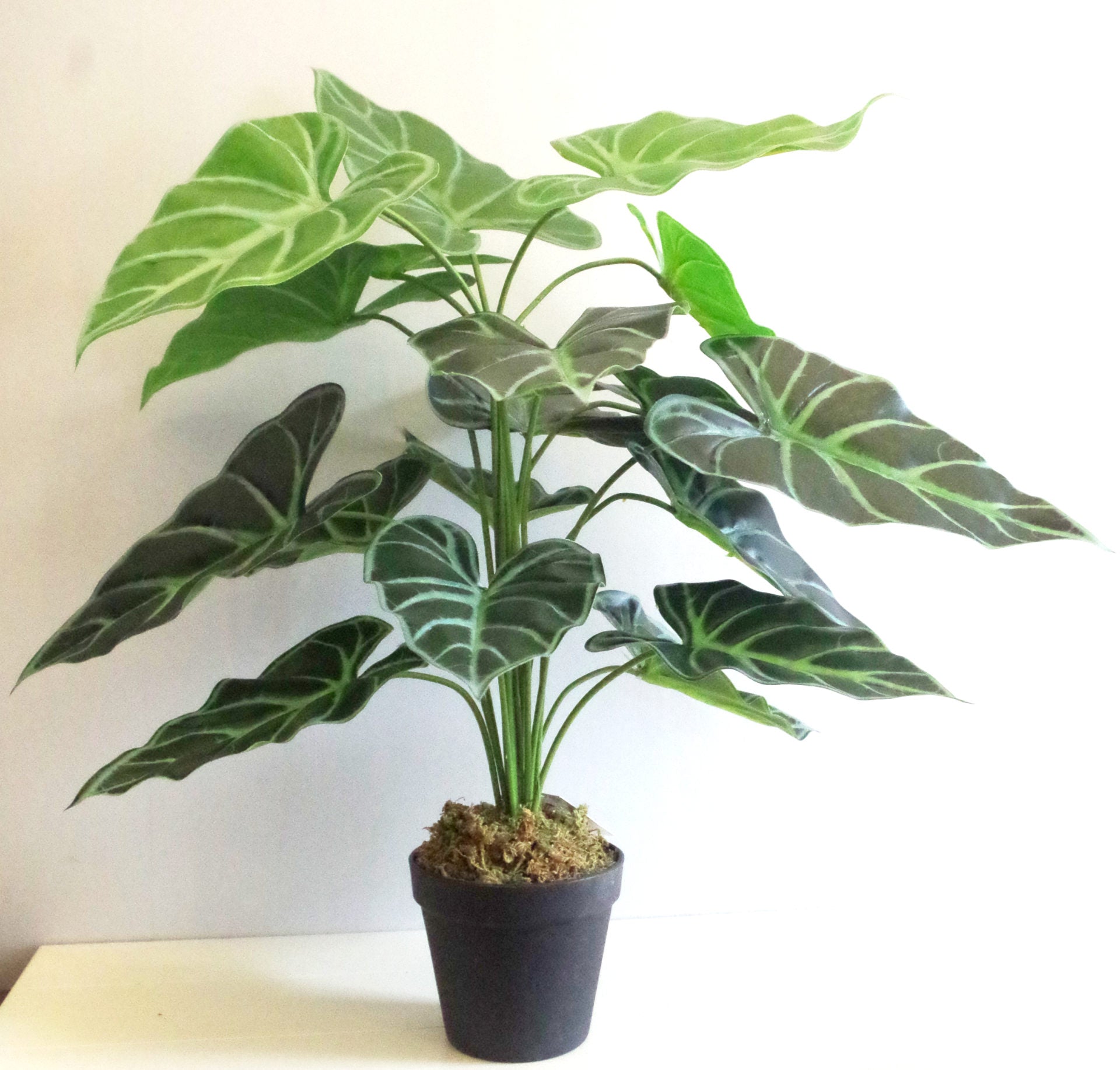 60cm (2ft) Artificial Alocasia Amazonica Polly Taro Plant