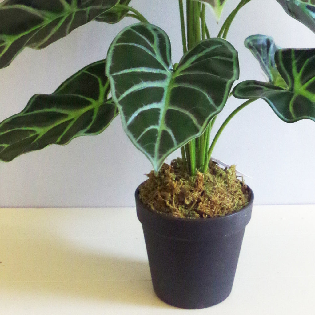 60cm (2ft) Artificial Alocasia Amazonica Polly Taro Plant