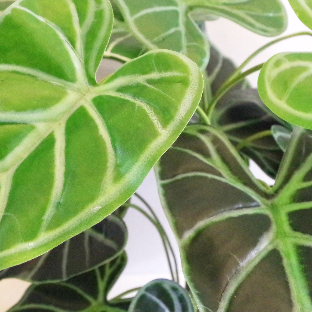 60cm (2ft) Artificial Alocasia Amazonica Polly Taro Plant