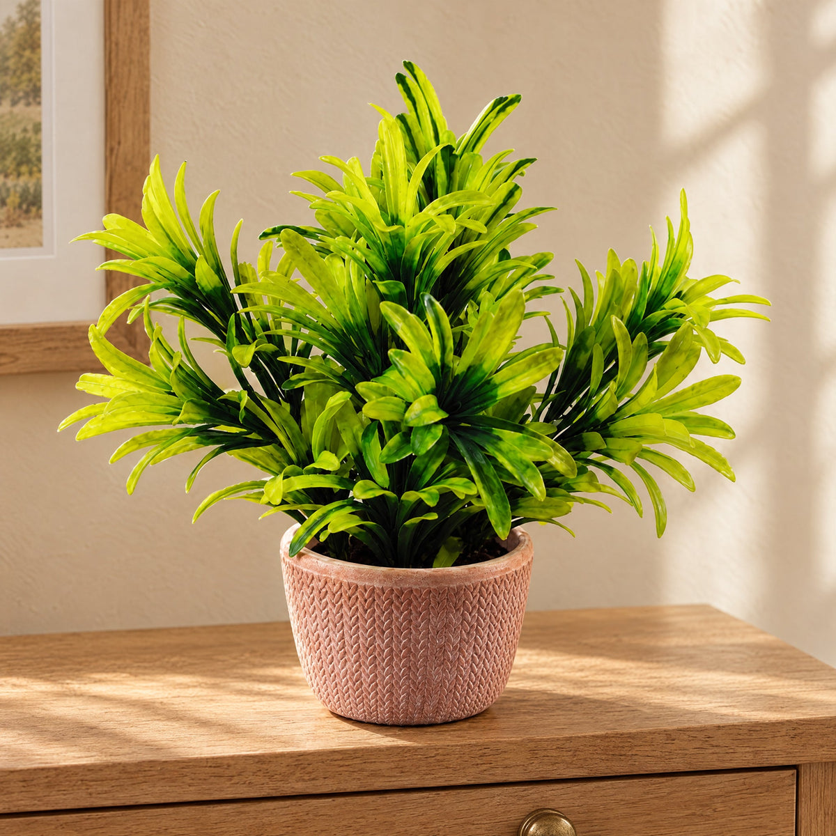 22cm Honey Plant Light Green in Terracotta Pot