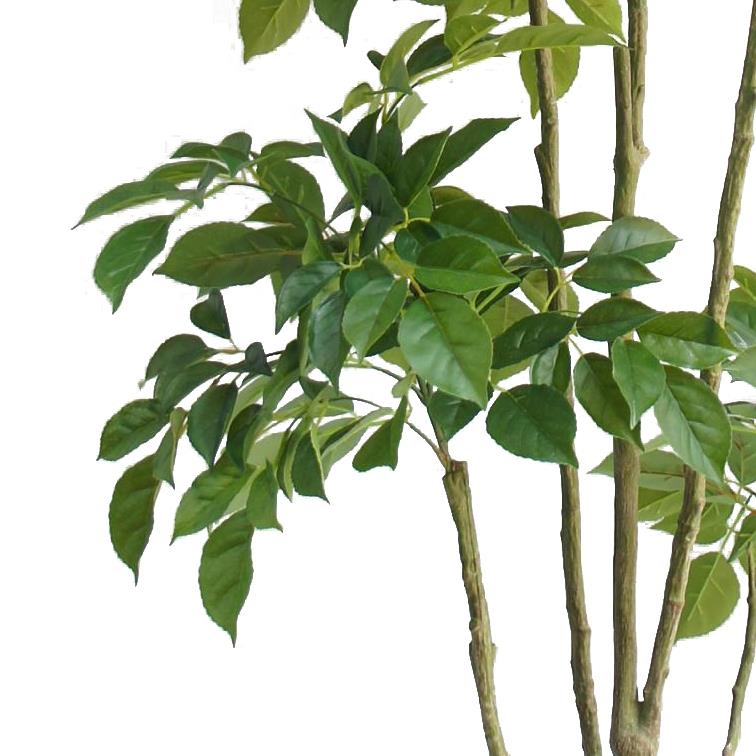 180cm Radermachera Realistic Artificial Tree