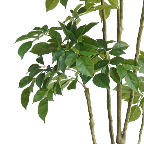 180cm Radermachera Realistic Artificial Tree