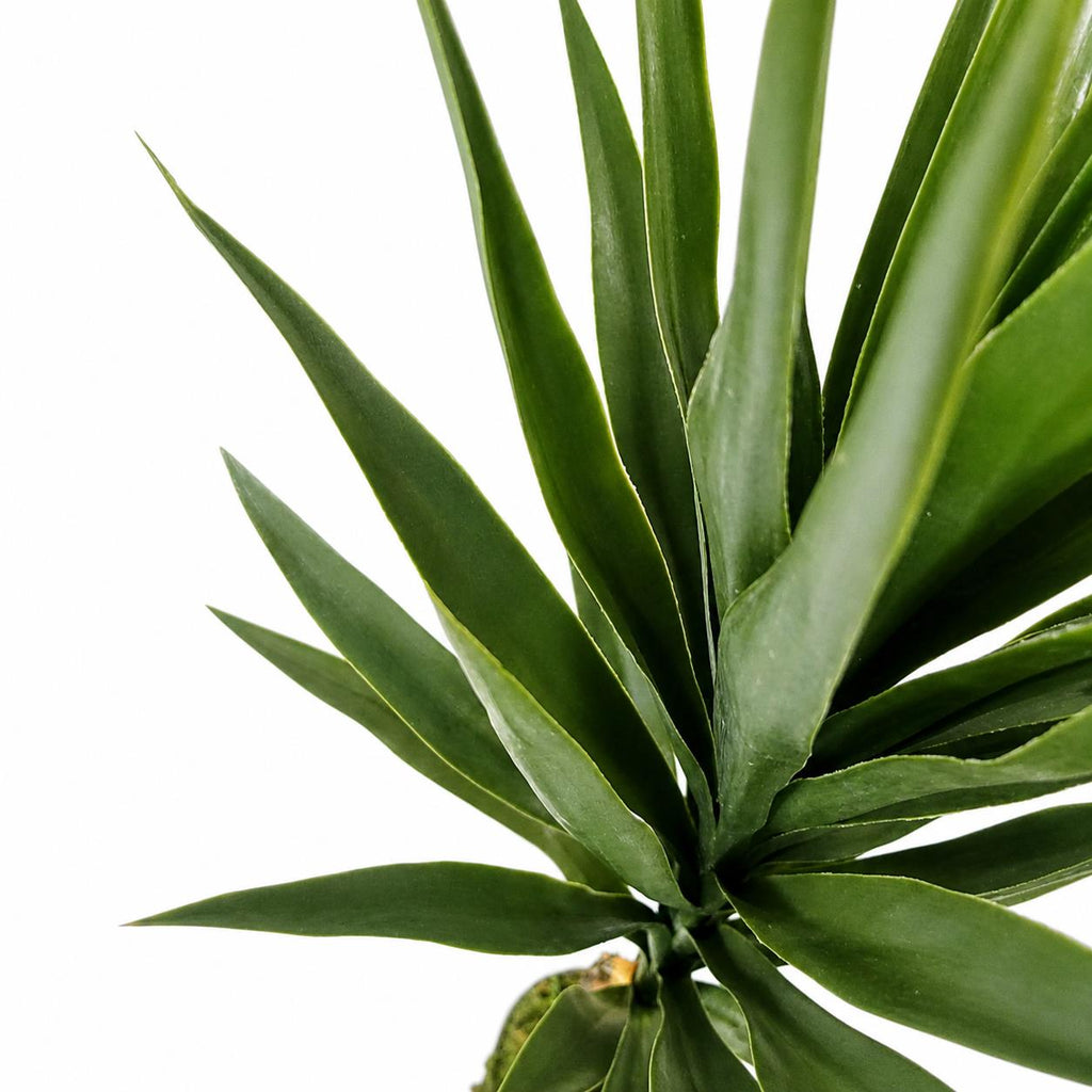 100cm Yukka Tree in Pot Artificial