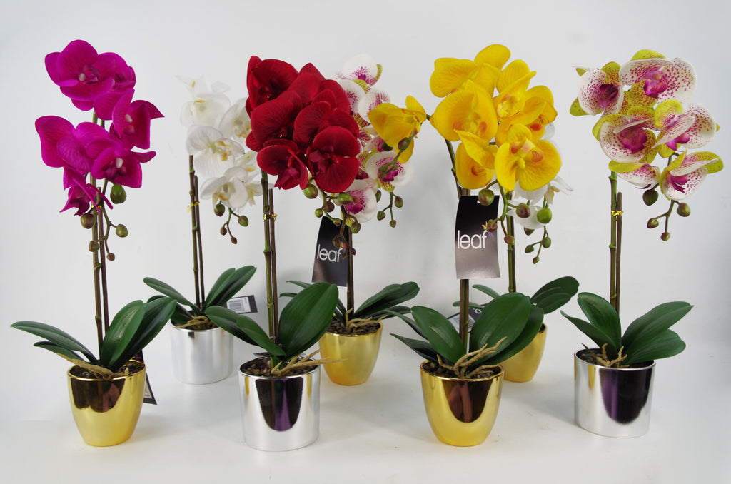 46cm Artificial Orchid Dark White / Gold