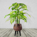 Large Composite Brown / Black Planter with Stand