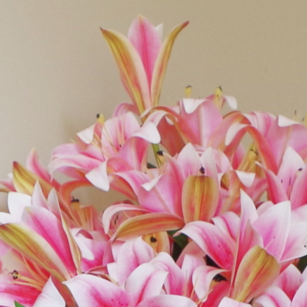 12 x 60cm Artificial Lily Stems - Pink - 144 Flowers
