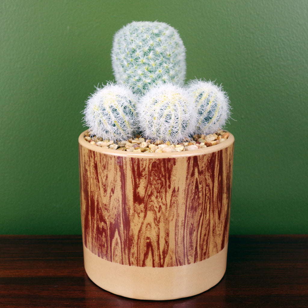 20cm Artificial Cactus Plant Arrangement in Ceramic Planter