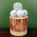 20cm Artificial Cactus Plant Arrangement in Ceramic Planter