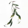 110cm Artificial Hanging Trailing Begonia Maculata Spotted Plant