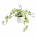 30cm Artificial Trailing Plant Variegated Potted Alocasia