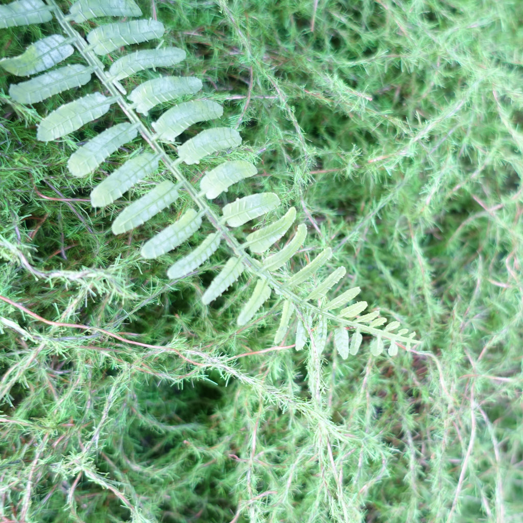 100cm Artificial Green Wall Fern Large