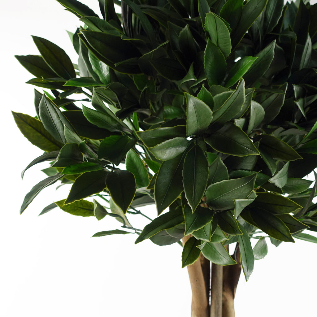 120cm Pair of Bay Trees Laurel UV Resistant Outdoor Topiary