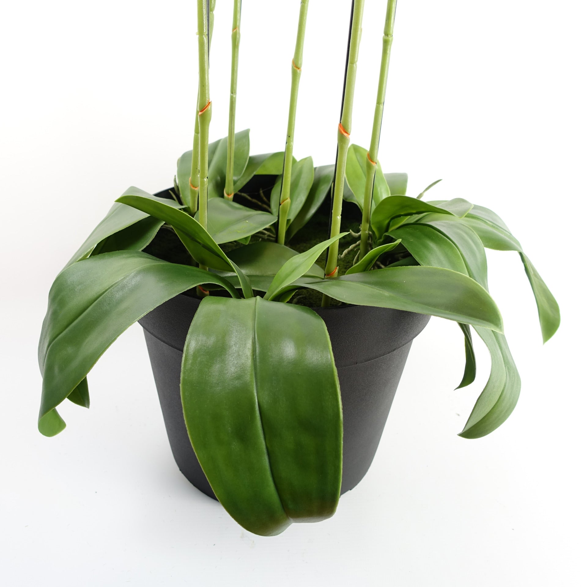 150cm Giant White Orchid Plant - Artificial - 189 flowers REAL TOUCH