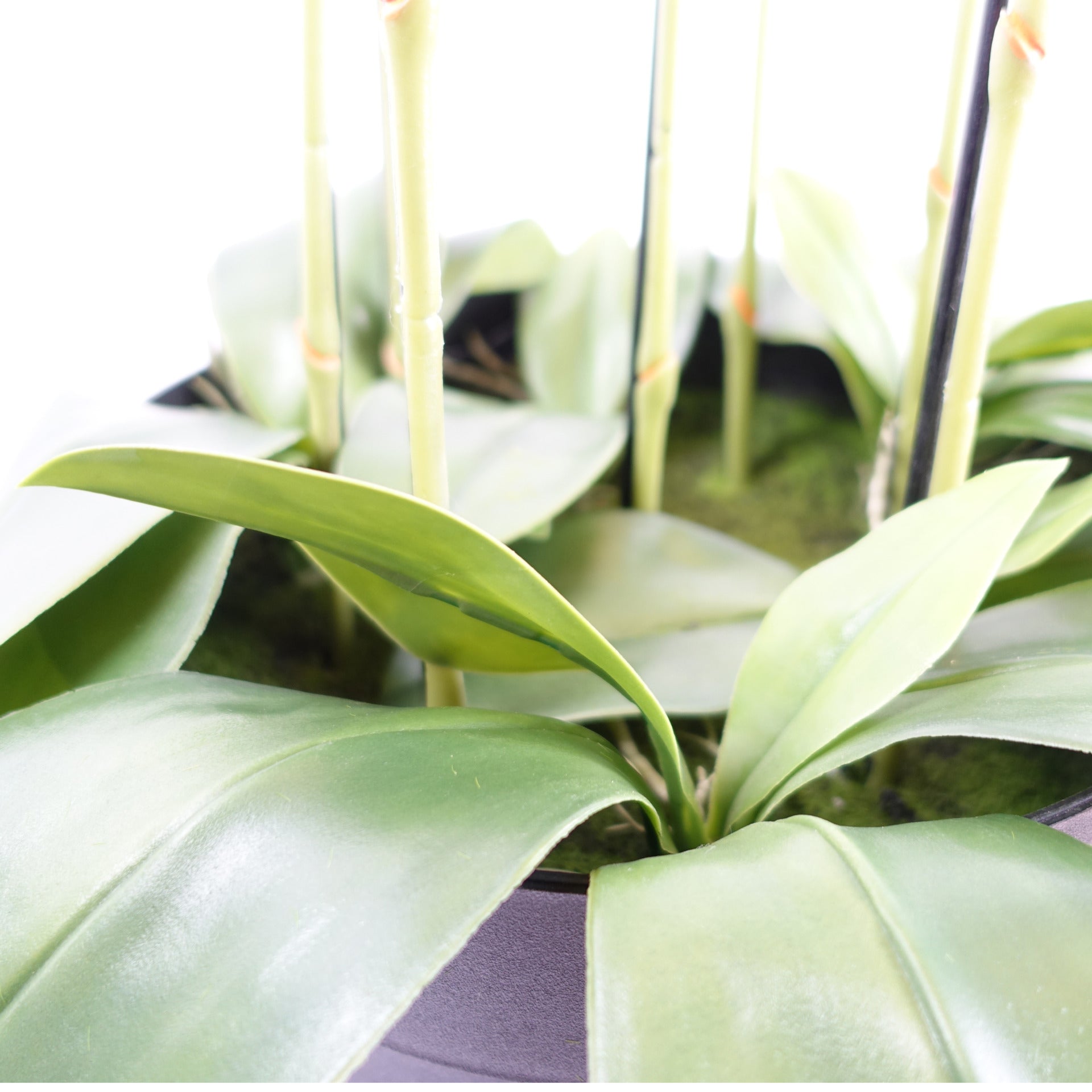 150cm Giant Pink Orchid Plant - Artificial - 189 flowers REAL TOUCH