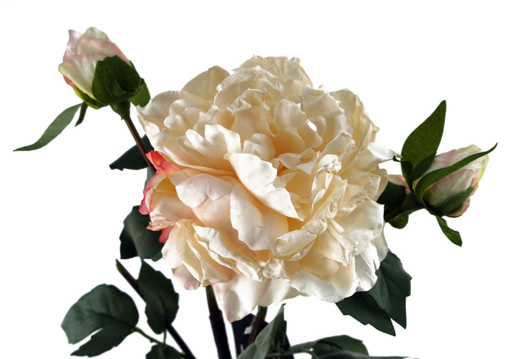 6 x 60cm Peony Artificial Flower Cream