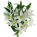 Pack of 6 x 100cm Large White Lily Stem - 18 Flowers