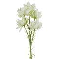 60cm White Starflower Stem - 5 Flowers