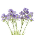 Pack of 6 x 60cm Purple Starflower Stem - 30 Flowers