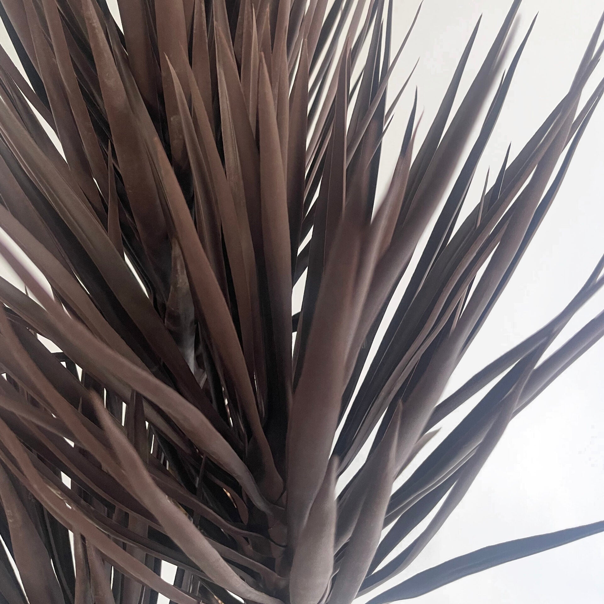 155cm Artificial UV Resistant XL Triple Yukka Tree Plant Spiky Tree Triple Dark