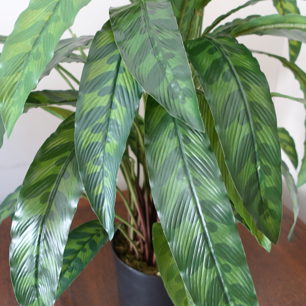 60cm Variegated Artificial Calathea Plant