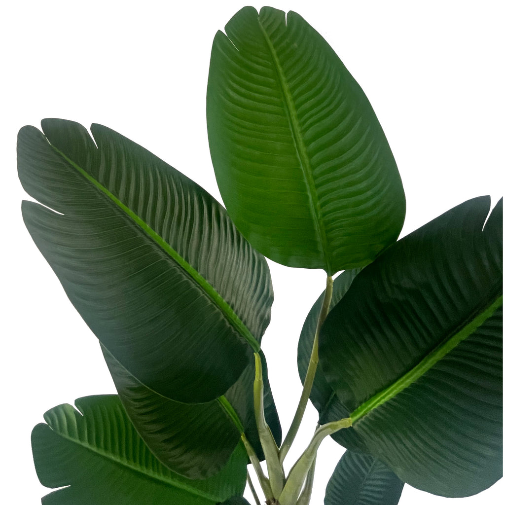 150cm UV Traveller Banana Palm Tree