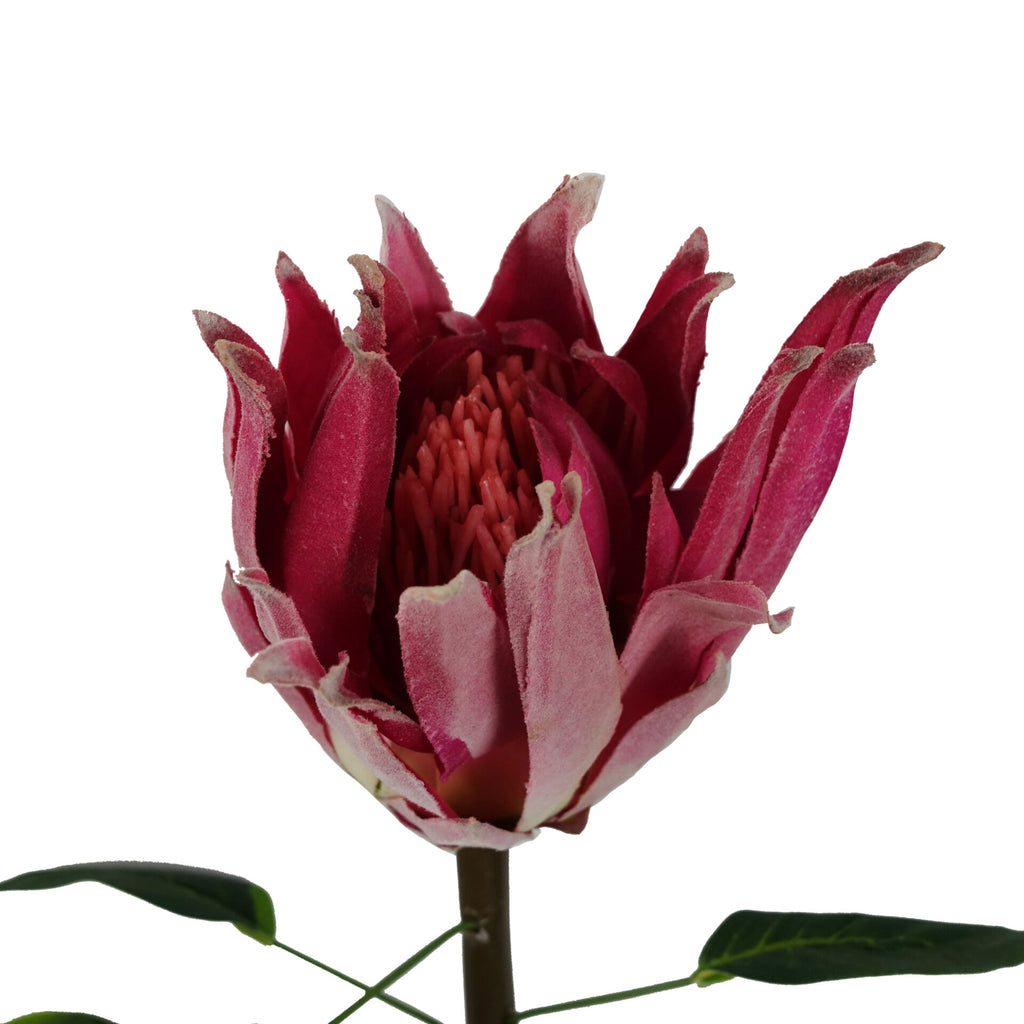 65cm Protea Sugarbush Flower Stem - Pink