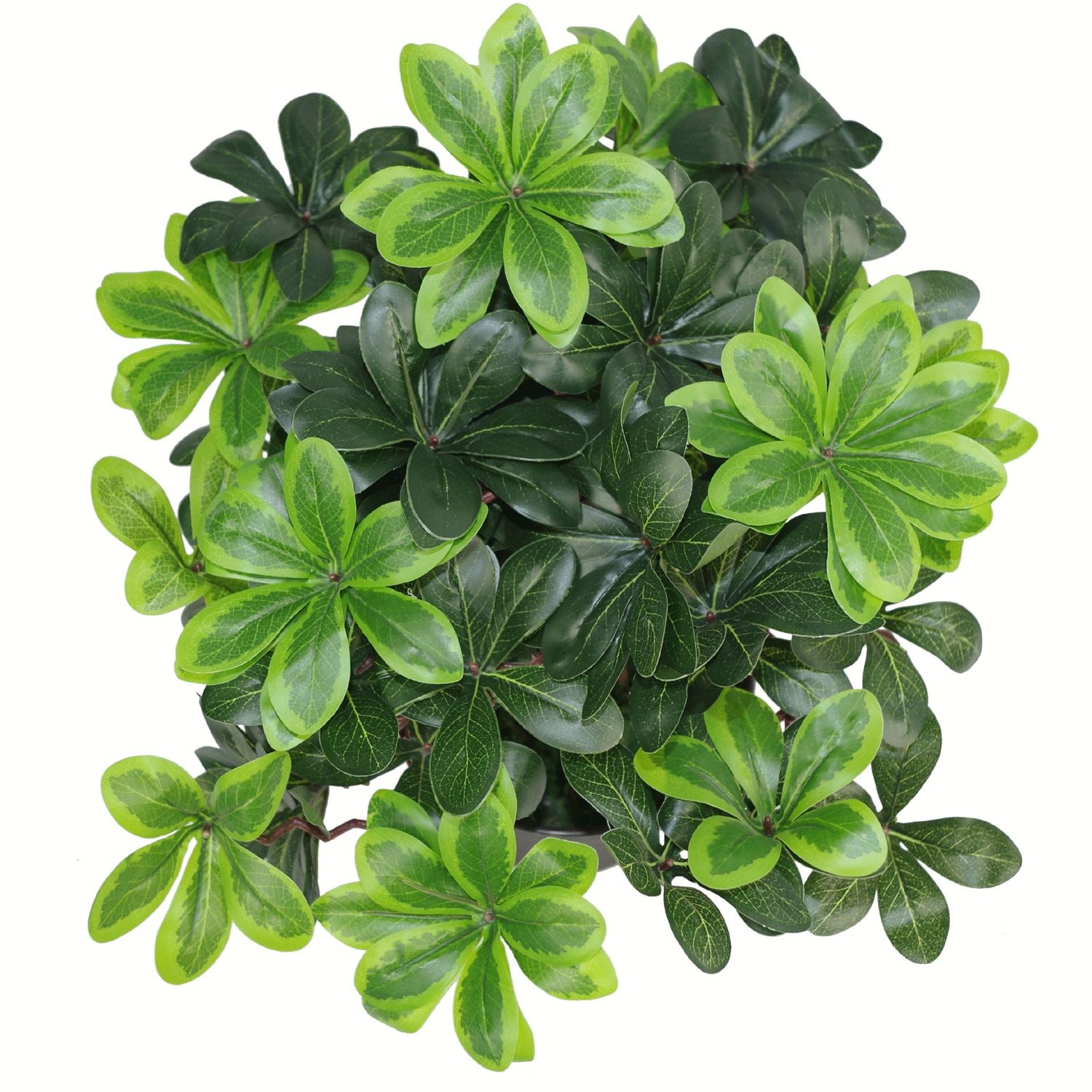 40cm Artificial Pittosporum Tobira Ficus - Australian Laurel Plant