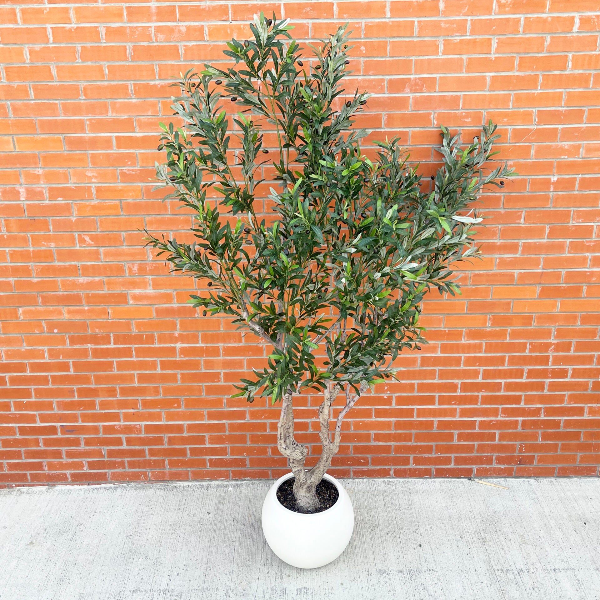XXL Tree 2.5m (250cm) Width: 160 cm With decorative planter