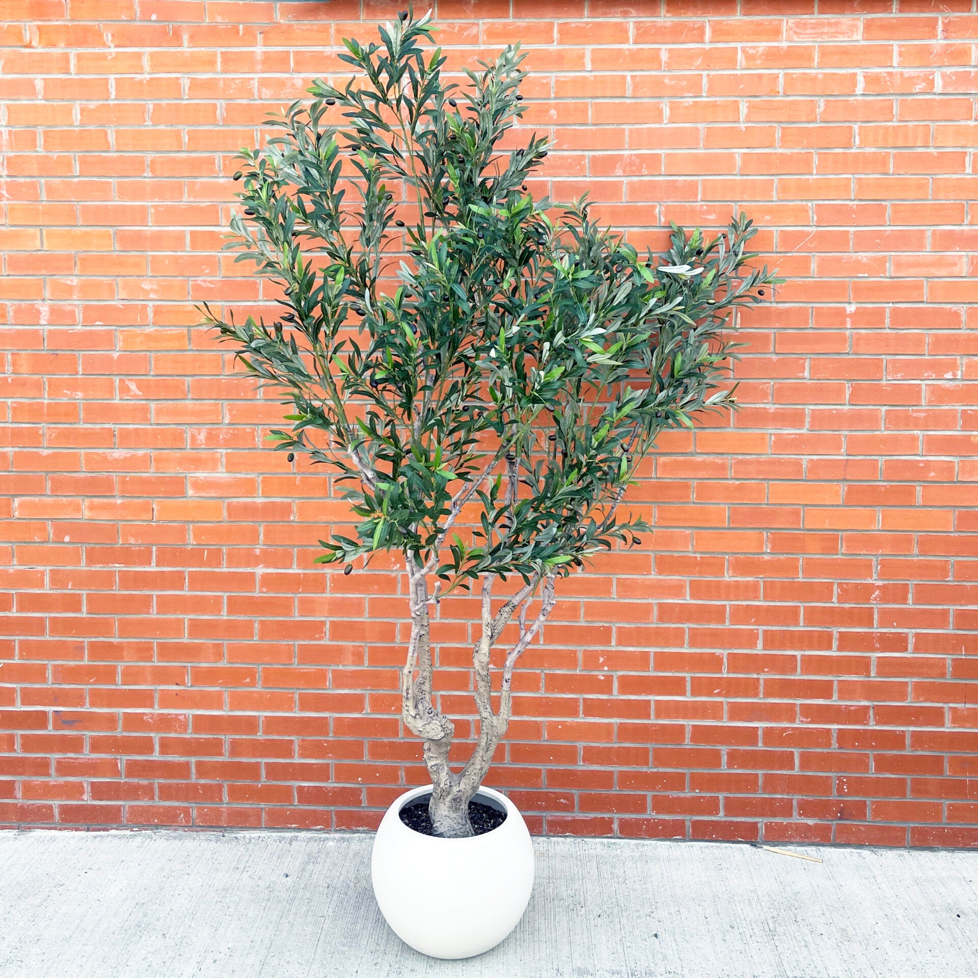 XXL Tree 2.5m (250cm) Width: 160 cm With decorative planter