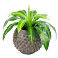 40cm Artificial Dracaena Pot Plant - Variegated Leaves