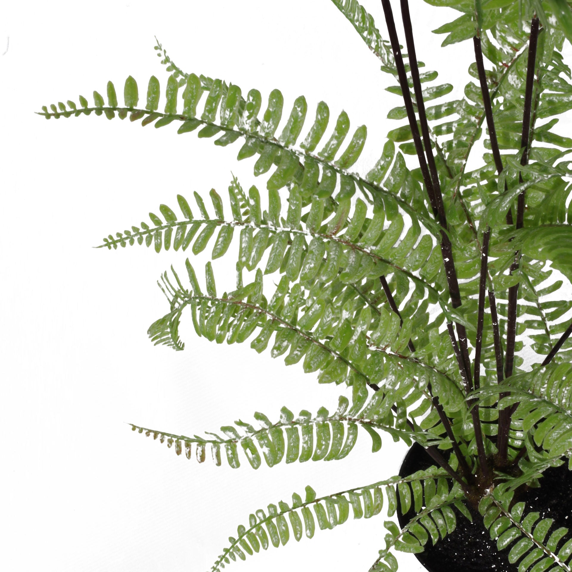 90cm Artificial Silver Leaf Fern Foliage Plant