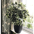 60cm Premium Artificial Variegated Artificial Ficus Ball in Pot
