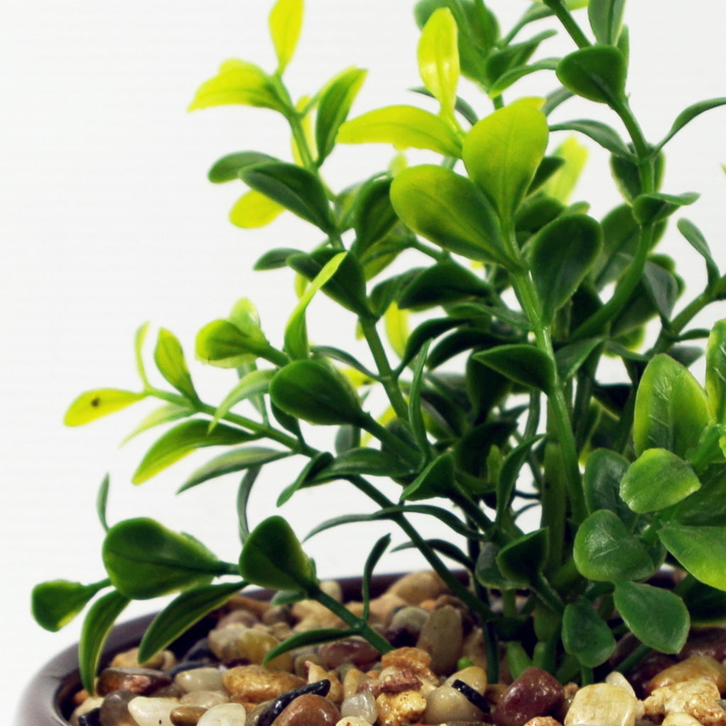16cm Ceramic Blue Dish Planter with Artificial Crassula Plant