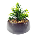 16cm Ceramic Blue Dish Planter with Artificial Crassula Plant