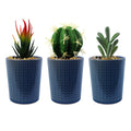 Set of Three 17cm Ceramic Blue Stripe Planter with Artificial Cactus Dracaena & Succulents