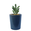 17cm Ceramic Blue Stripe Planter with Artificial Succulent Plant