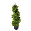 90cm Boxwood Topiary Spiral Tree UV Protected