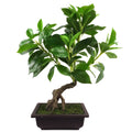 50cm Artificial Ficus Large Leaf Bonsai Tree