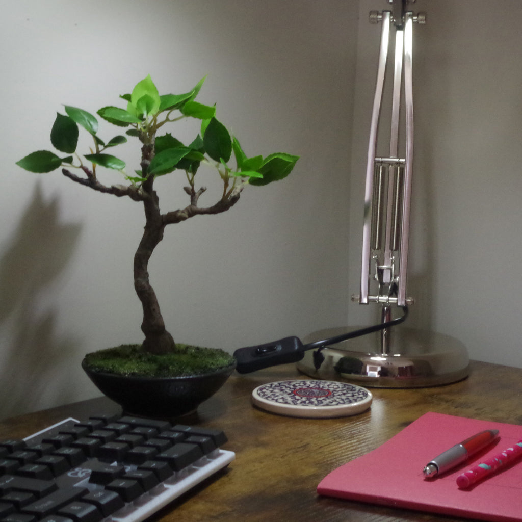 25cm Mini Ficus Bonsai in Ceramic Planter