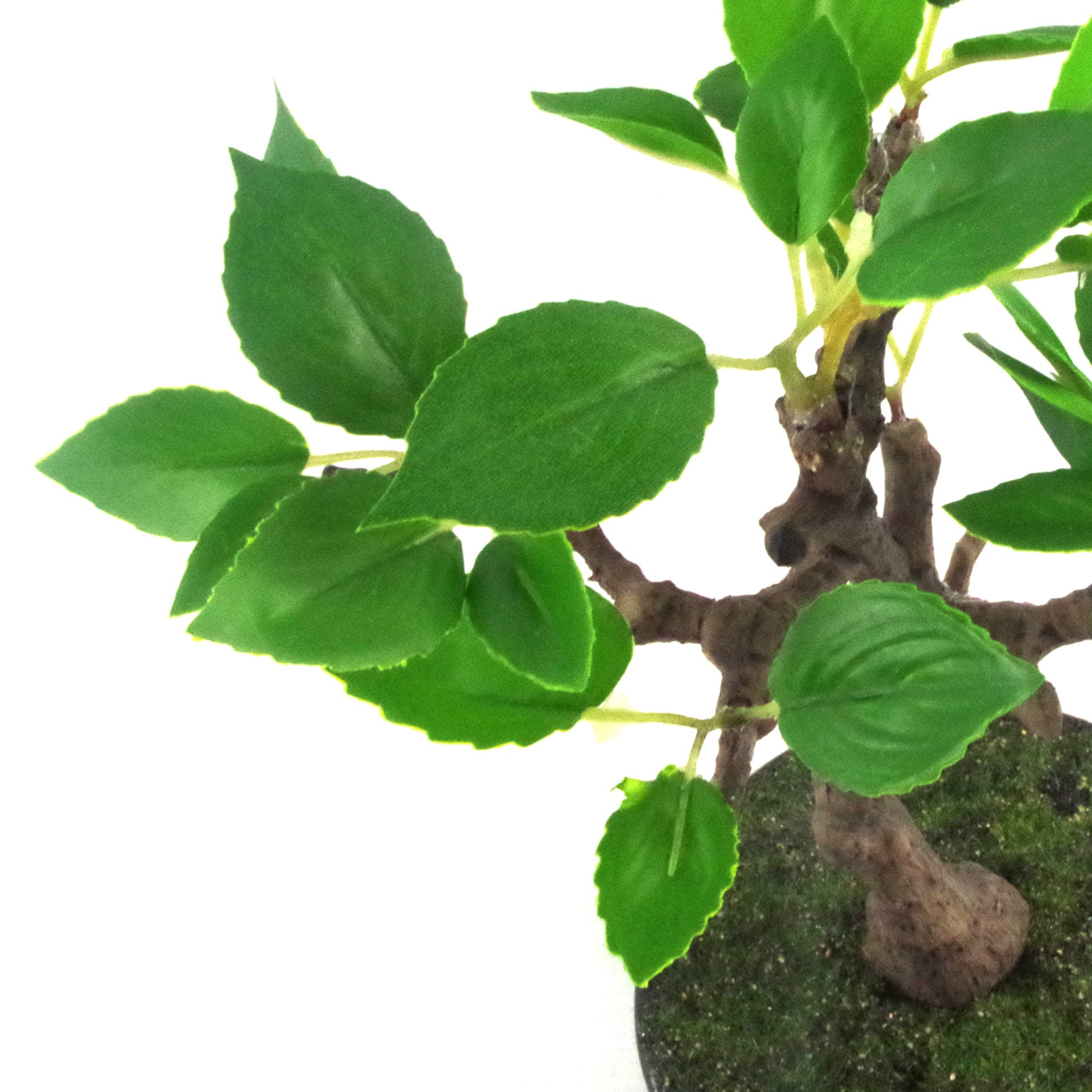 25cm Mini Ficus Bonsai in Ceramic Planter