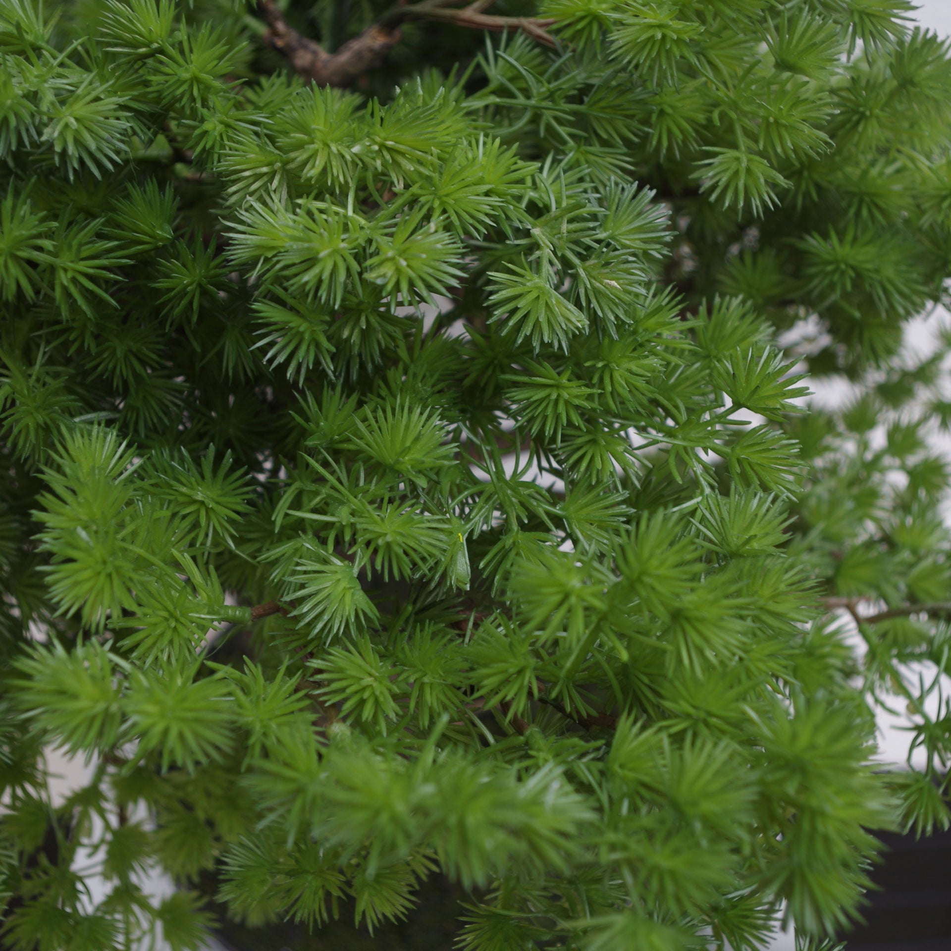 50cm Artificial Luxury Pine Bonsai Tree